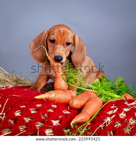 wire-haired dachshund dog