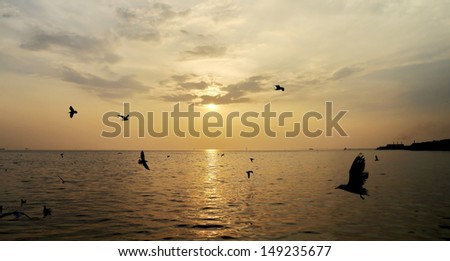 Twilight ocean birds in thailand.