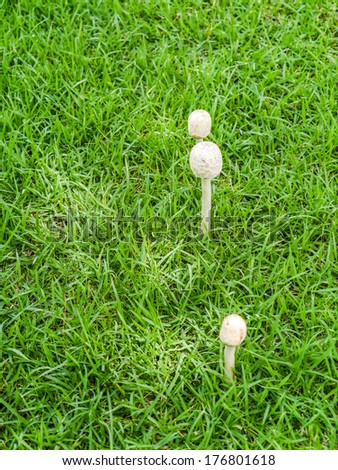 White mushrooms in green yard .