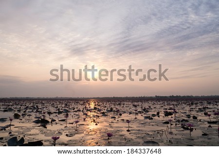 Lotus pond sun set Thailand.
