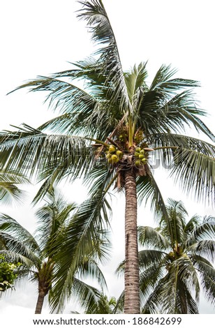 coconut trees on white background.