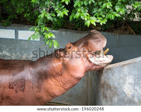 Mouth-opened Hippopotamus, The semi-aquatic animal \