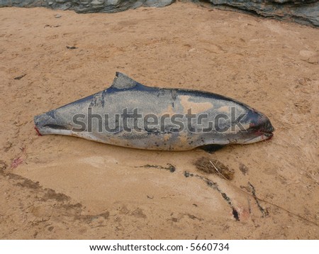A young harbour porpoise with it's tail removed typical of being caught in fishing nets and cut out.