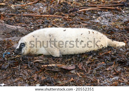 A grey seal pup left alone to moult it\'s white fur coat and learn to start feeding itself. slight eye infection due to fur entering eye.