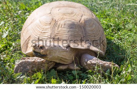 Leopard tortoise eats a green grass