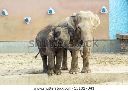 Indian elephant and small elephant calf in Moscow zoo