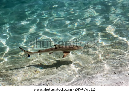 Black tip reef shark in shallow water, Maldives