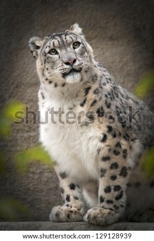Curiosity of a snow leopard