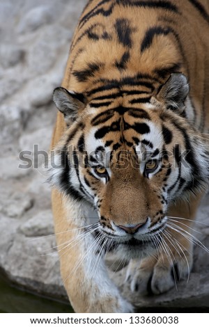 Eye to eye with a dreadful Siberian tiger