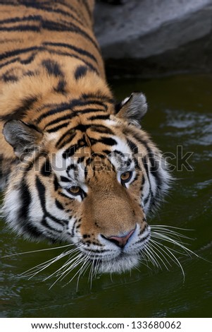 Face portrait of a Siberian tiger above the water