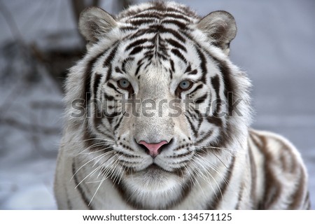 Face To Face With White Bengal Tiger