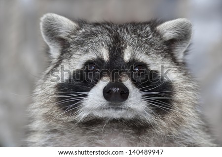 A macro portrait of a raccoon with wet black nose.