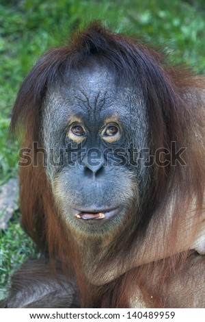 A young orangutan female with a bit of paring in her lips.