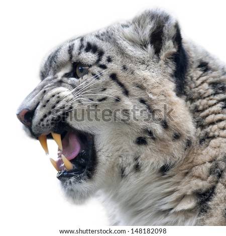 A grinned female of snow leopard. Side face portrait of a beautiful big cat. A dangerous beast with bare fangs.