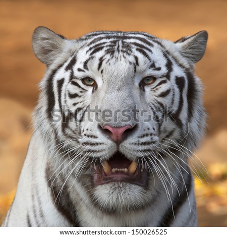 Drowsy look of a white bengal tiger. The most dangerous beast shows his menacing fangs. Wild beauty of the most dreadful raptor.