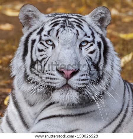 White bengal tiger on autumn background. The most dangerous beast shows his calm greatness. Wild beauty of a severe big cat.