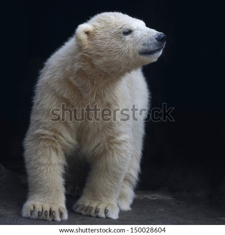 Inquisitive look of a polar bear baby, investigating the world near his home. Cute young animal, which is going to be the most dangerous of the world.