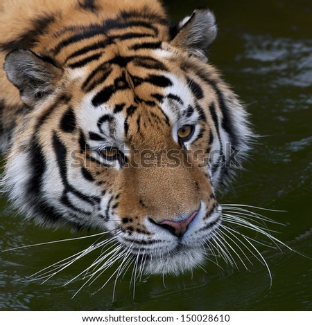 Face portrait of a Siberian tiger above the water. Attentive look of the most dangerous beast. Wild beauty of the biggest cat.