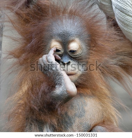 Thinking expression of an orangutan baby. Cute cub of a human-like monkey. Fluffy kid of an Asian rainforest great ape.