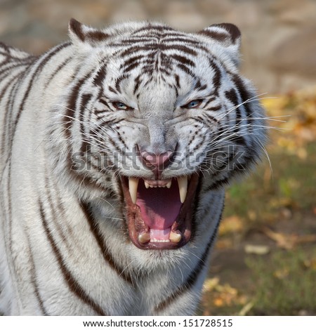 The Grin Of A White Bengal Tiger. The Biggest And Most Dangerous Cat Of The World. Severe Beast Shows His Fearful Fangs. A Mighty Raptor On Autumn Background.