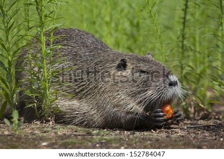 A nutria is enjoying some carrot among green grass. Peaceful water rat. Wild beauty of the swamp beaver, big harmless rodent.