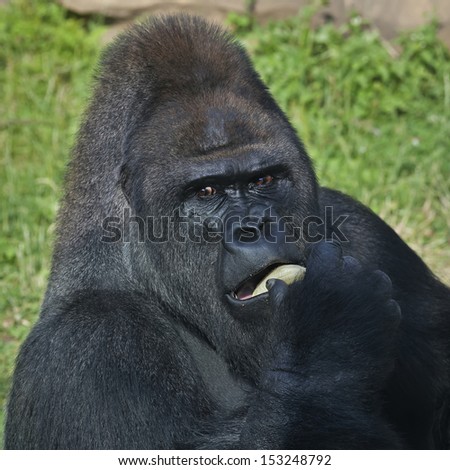 A gorilla male, silverback, leader of monkey family, is eating banana. menacing look of the great ape, the biggest primate of the world. Macro bust portrait of the expressive animal.