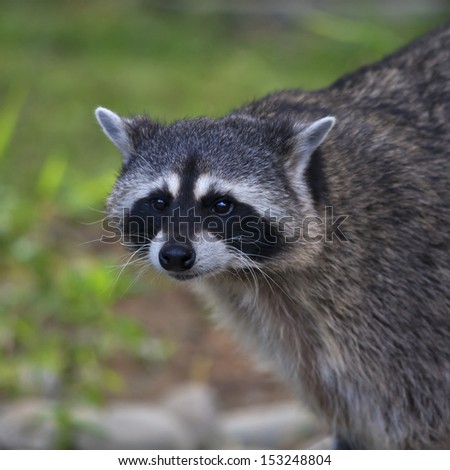 The funny face of a raccoon on blur background. Curious look of a washing bear. Cute and cuddly animal, which can be very dangerous beast. Beauty of the wildlife.