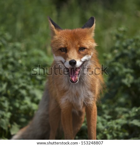 Face portrait of a red fox male with open chaps. The beautiful forest wild beast on green background. Smart look of a dodgy vulpine. Eye to eye with one of the most grace wood inhabitant.