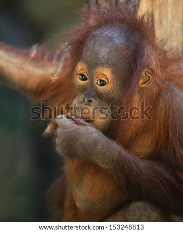 Thoughtful expression of an orangutan baby. Sad eyes a young great ape. Human expression on the face of a man-like monkey. Cute animal in shaggy red fur.