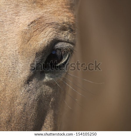 Closeup shot of a wild horse eye. Przewalski\'s horse (Mongolian wild horse). Beauty of a wild mare. Macro portrait of a grace wild animal. Square image.