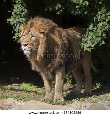 Side full length portrait of a young Asian lion. Square image. The head with splendid mane of the King of beasts. Wild beauty of the biggest cat. The most dangerous and mighty predator of the world.