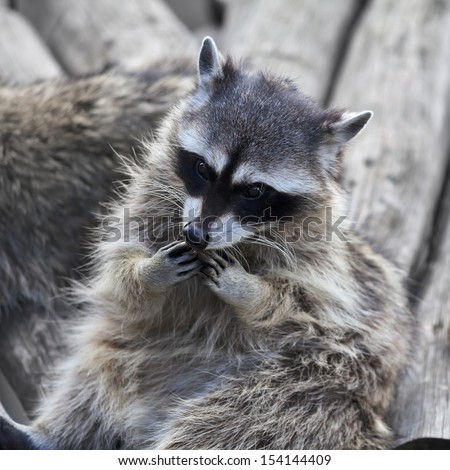 The funny face of a raccoon. Curious look of a washing bear. Cute and cuddly animal, which can be very dangerous beast. Beauty of the wildlife.