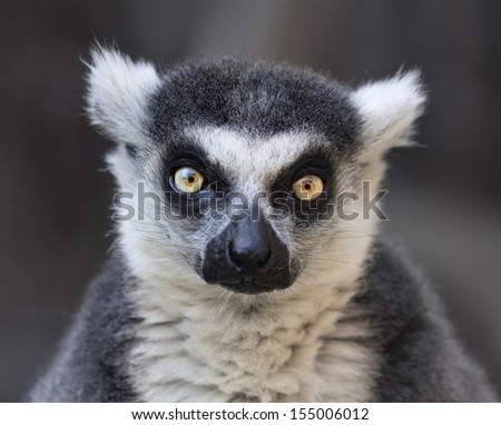 Eye to eye contact with a ring-tailed lemur, Madagascar cat. One of the most expressive primate of the wild Madagascar jungle. Excellent animal with human like face.