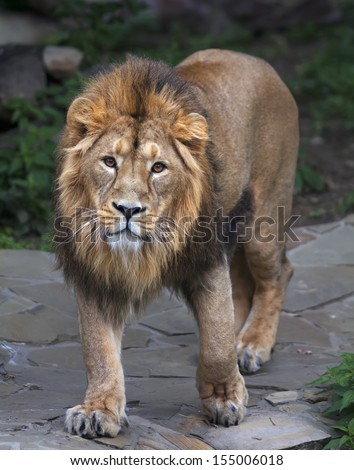 Stare full-size portrait of a young Asian lion. Vertical image. The King of beasts with splendid mane. Wild beauty of the biggest cat. The most dangerous and mighty predator of the world.