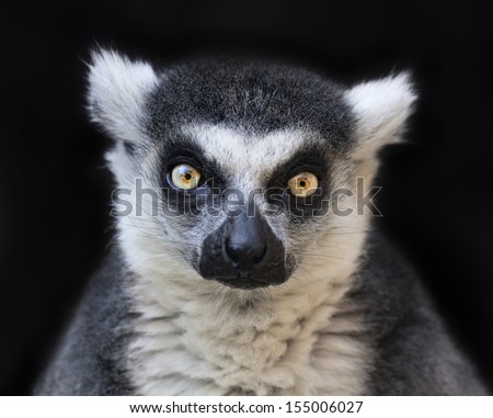 Eye to eye contact with a ring-tailed lemur, Madagascar cat, isolated on black background. One of the most expressive primate of the wild Madagascar jungle. Excellent animal with human like face.