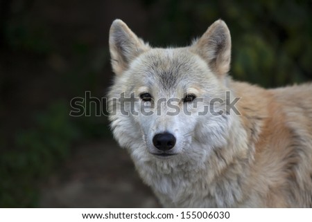 Closeup portrait of a polar wolf male. Eye to eye contact with the very dangerous beast of the severe North. Beauty of the wildlife.
