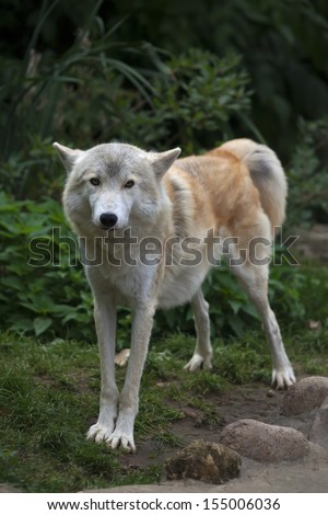 Full-size portrait of a polar wolf male in stretching pose. Eye to eye contact with the very dangerous beast of the severe North. Beauty of the wildlife.