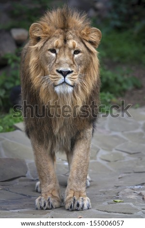 Full-Size Portrait Of A Young Asian Lion. Vertical Image. The King Of Beasts With Splendid Mane. Wild Beauty Of The Biggest Cat. The Most Dangerous And Mighty Predator Of The World.