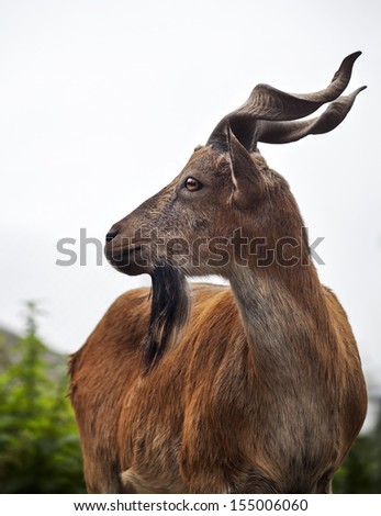 The head and shoulder of a markhor young male. Side portrait of a majestic goat. Wild animal alpinist with awful screw horns. Wild beauty of the great buck.