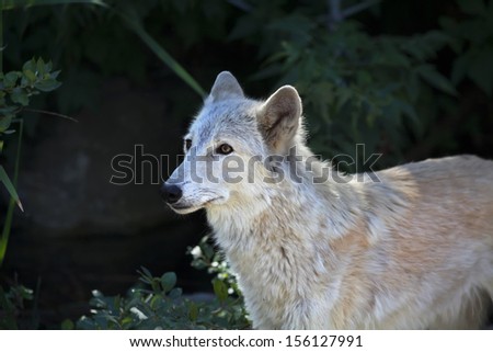 Side portrait of an alert polar wolf female with yellow eyes on shadowy forest background. Cute animal, but dangerous beast of the severe Arctic.