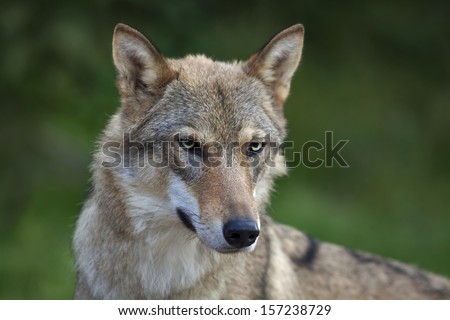 Eye to eye portrait with grey wolf female on green background. Horizontal image. Beautiful and dangerous beast of the forest.
