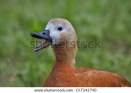 Side face portrait of a roody shelduck with open beak, very beautiful orange duck, Tadorna ferruginea. Wild beauty of the live nature. Very expressive water bird. Animal side face portrait.