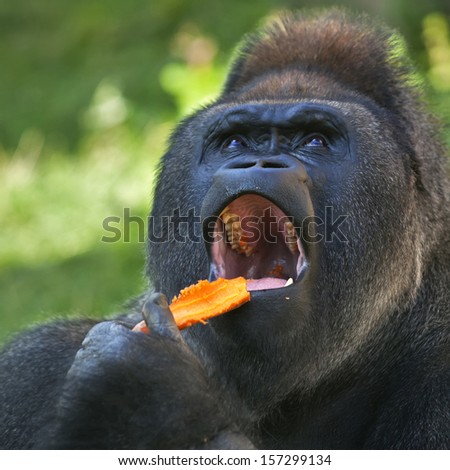 A gorilla male, silverback, leader of monkey family, is eating carrot. menacing look of the great ape, the biggest primate of the world. Macro bust portrait of the expressive animal.