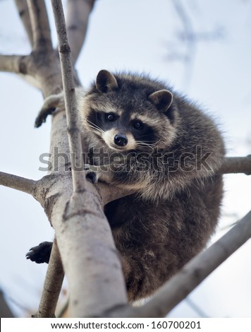 The funny portrait of a raccoon on a tree. Curious look of a washing bear. Cute and cuddly animal, which can be very dangerous beast. Beauty of the wildlife.
