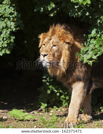 Side portrait of a young Asian lion in sunny day. The head with splendid mane of the King of beasts. Wild beauty of the biggest cat.