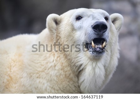 The head of a polar bear female. Side face portrait of a beautiful beast with open chaps. The most dangerous animal of the Arctic region. Wild beauty of severe raptor.