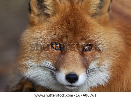 Face portrait of a red fox male, vulpes vulpes. The head a beautiful forest wild beast. Smart look of a dodgy vulpes, skilled raptor and elegant animal. Cute and cuddly creature.