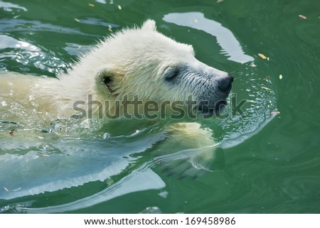 A white bear cub is enjoying in pool. Bathing of the cute and cuddly animal baby, which is going to be the most dangerous and biggest beast of the world. Careless childhood of a live plush teddy.