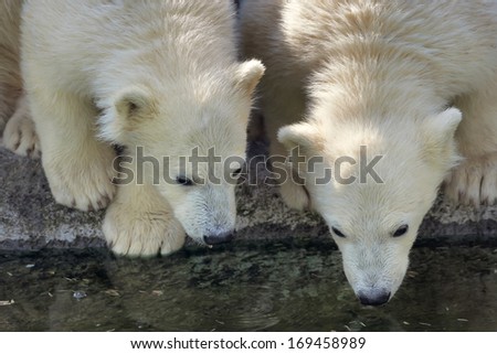 Two polar bear cubs are looking in the water. Cute and cuddly animal babies, which are going to be the most dangerous beasts of the world. Young Arctic raptors are enjoying in pool.