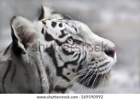 Close Up Portrait Of A White Bengal Tiger. The Most Beautiful Animal And Very Dangerous Beast Of The World. This Severe Raptor Is A Pearl Of The Wildlife. Animal Face Portrait.